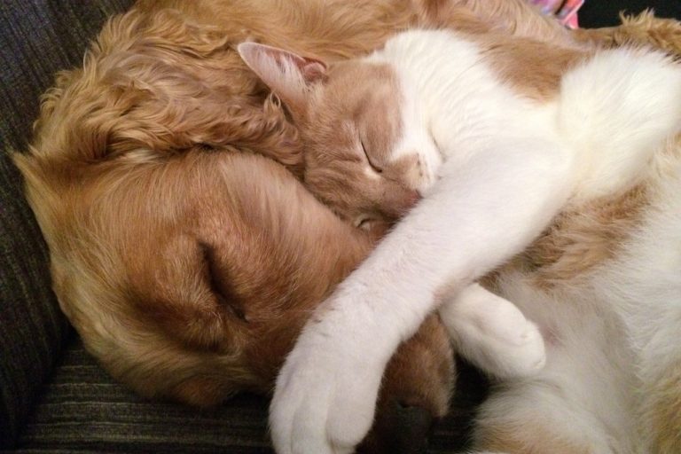 犬と猫が寄り添って寝ている様子