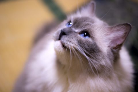 長毛種のペットの猫