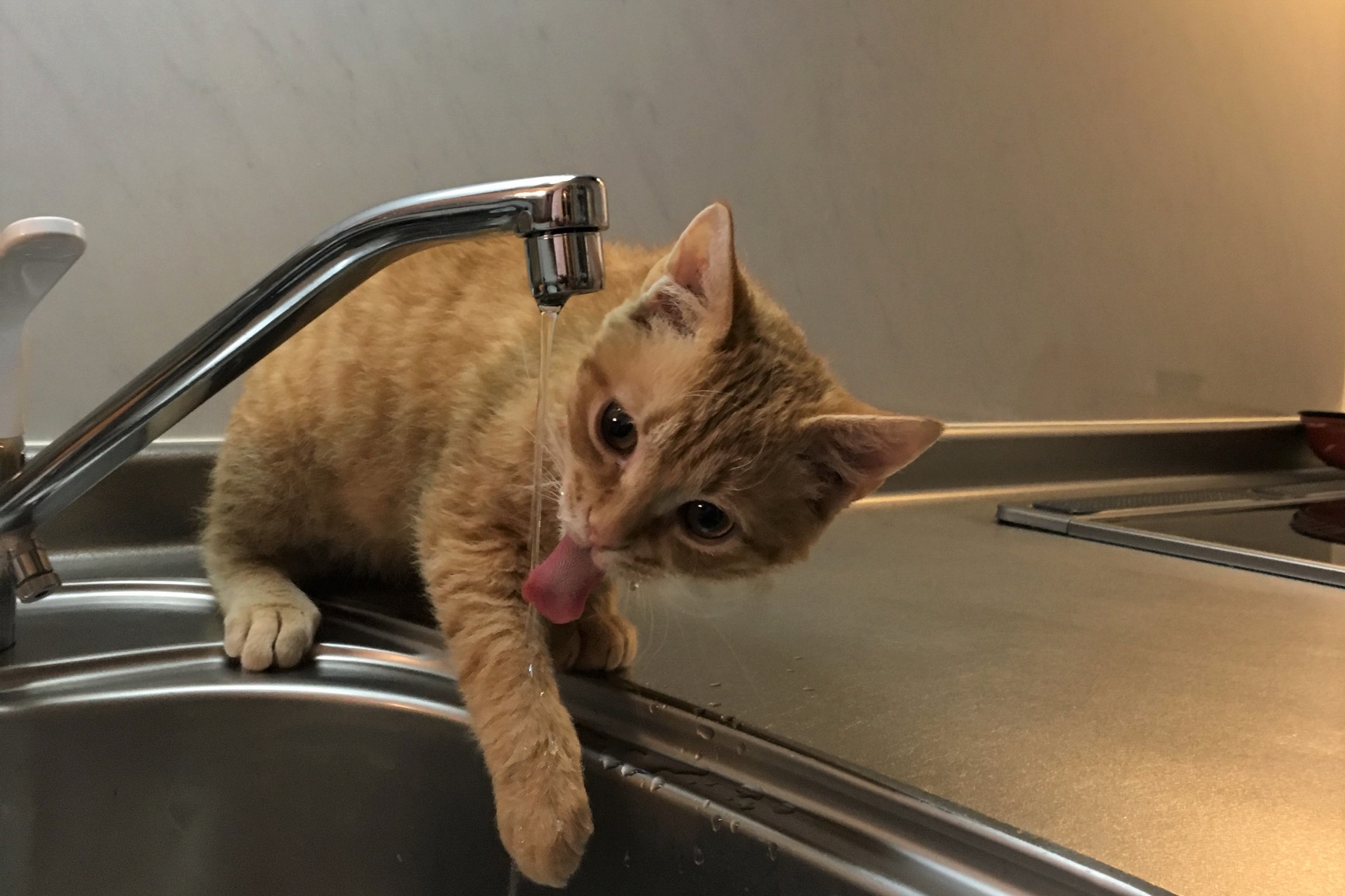 水道の蛇口から水を飲もうとしている子猫。