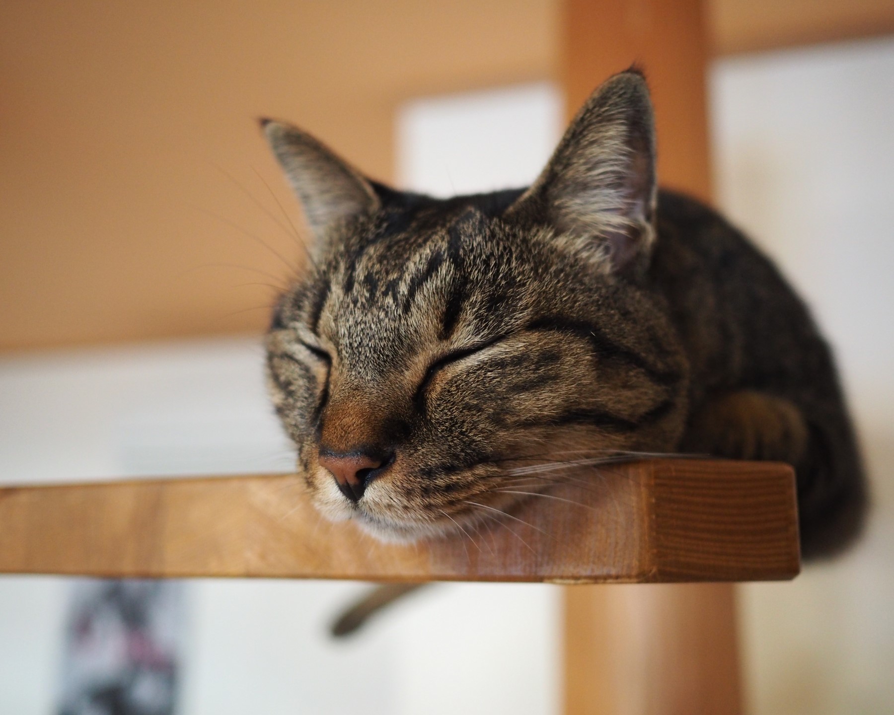 寝ているキジトラ柄の猫。