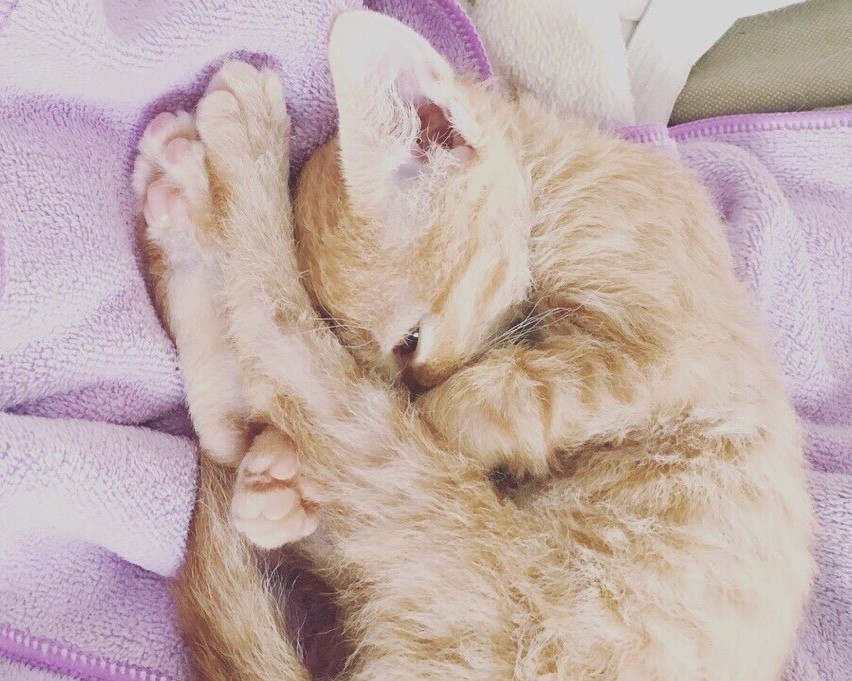 丸くなって寝ているラパーマの仔猫。