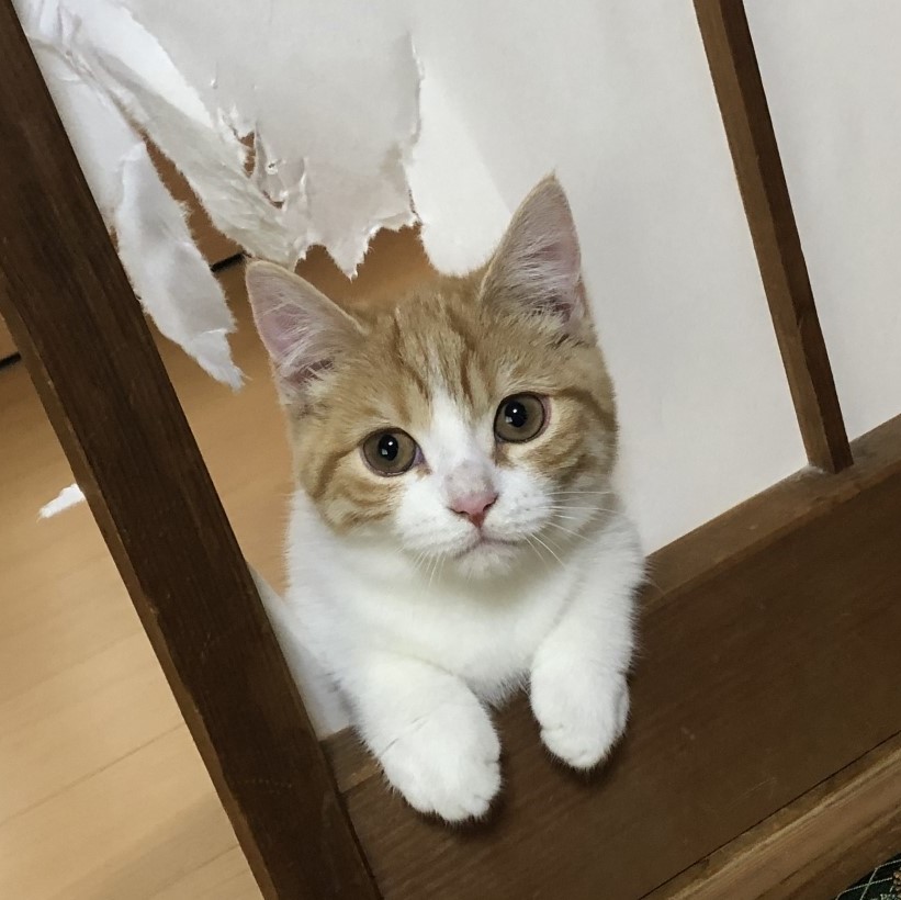 破れた障子の穴からこちらを見つめている猫。