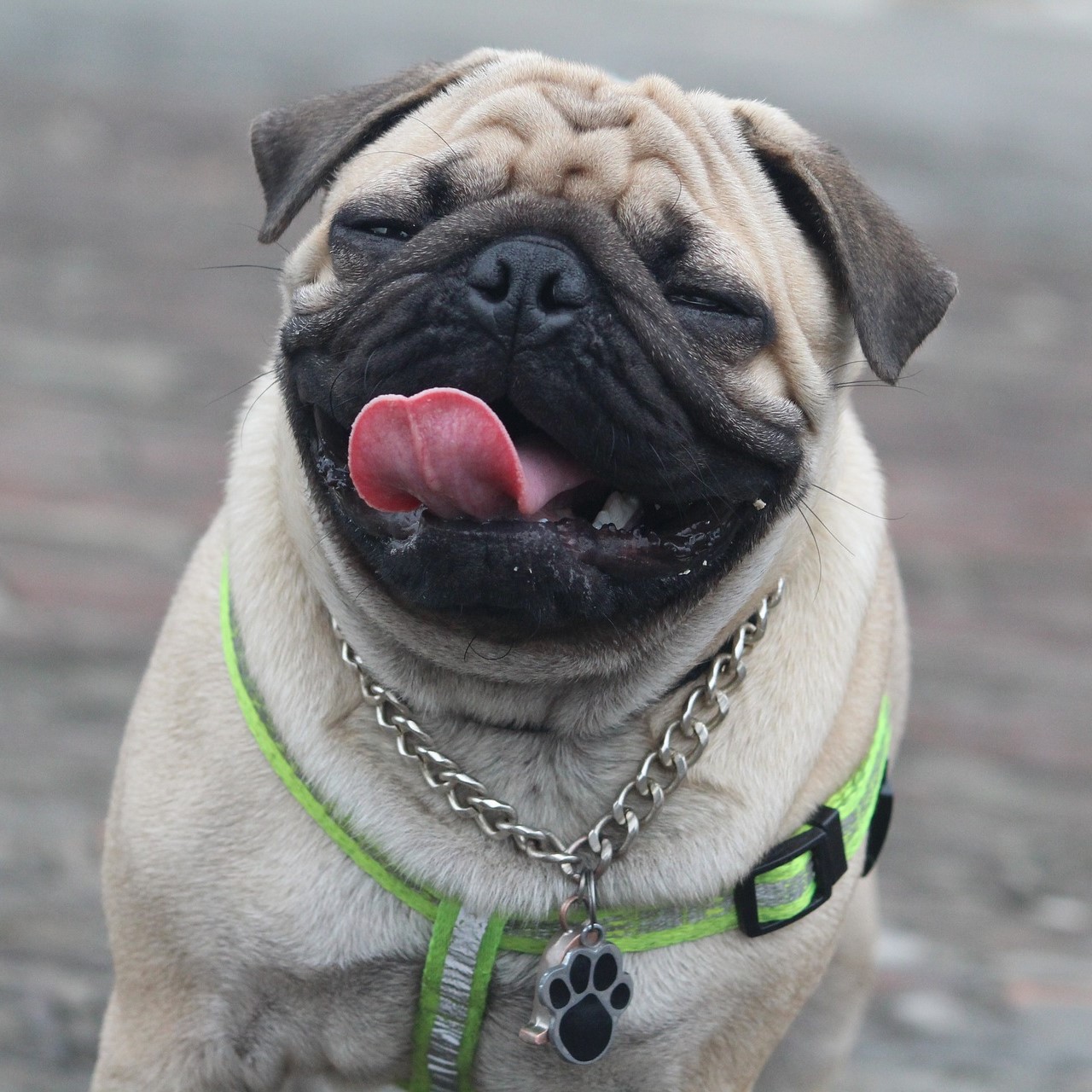 舌を出して微笑んでいるパグ犬。