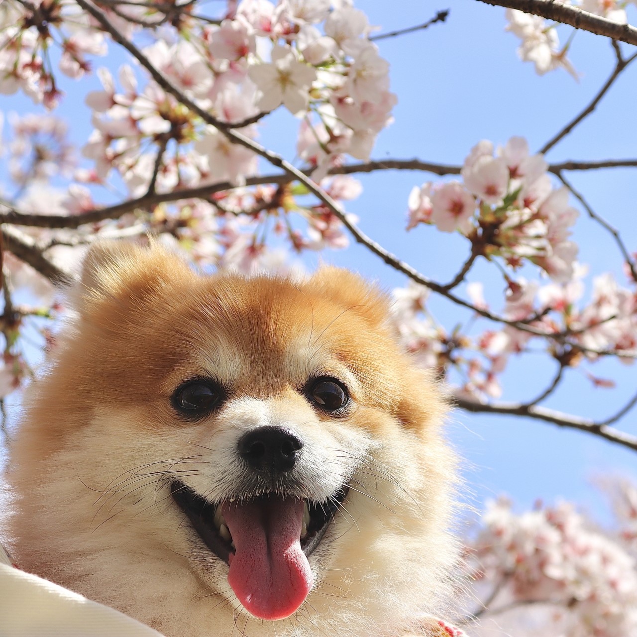桜の木の下で舌を出して微笑んでいるポメラニアン。