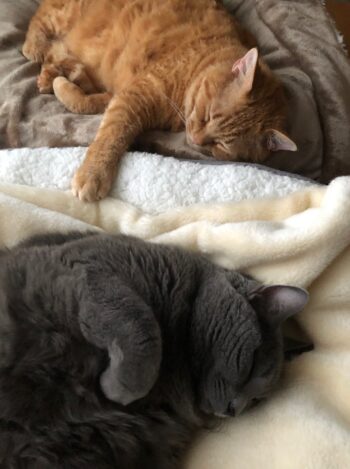 ブランケットに寝そべっている2匹の猫達。