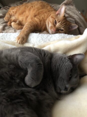 ブランケット寝そべりながらこちらを見つめている2匹の猫達。