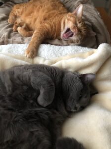 あくびをしながらブランケットに寝そべっている2匹の猫達。