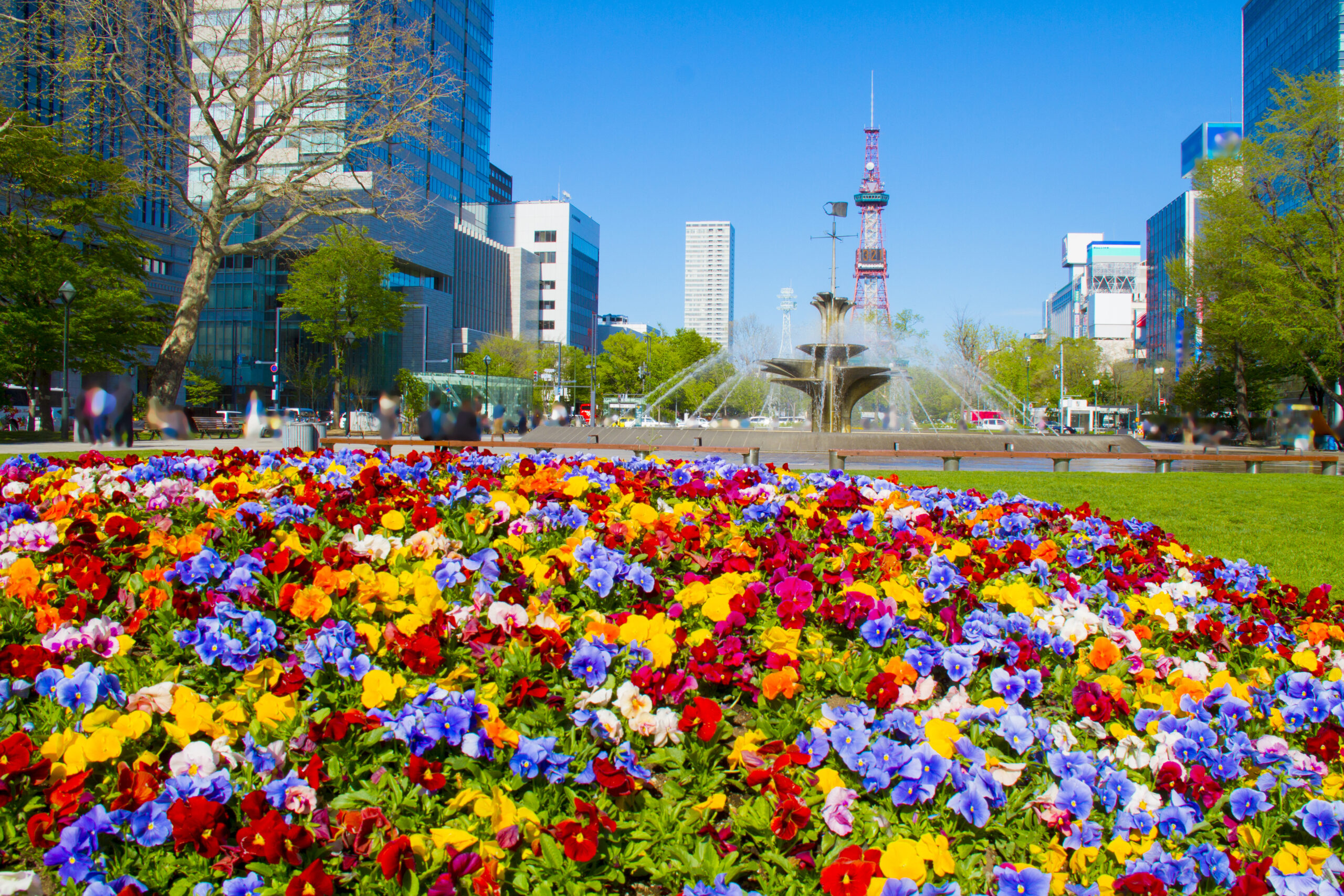 夏の札幌市大通公園とそこに咲いている花々。