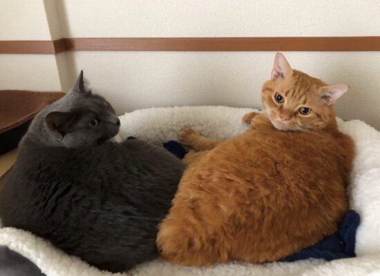 1つの寝床で寛いでいる2匹の猫達。